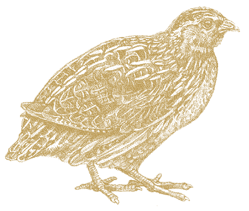 Wild Quail