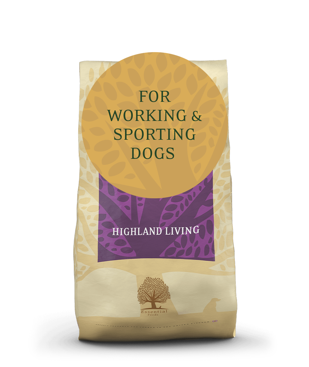 HIGHLAND LIVING // WORKING DOG