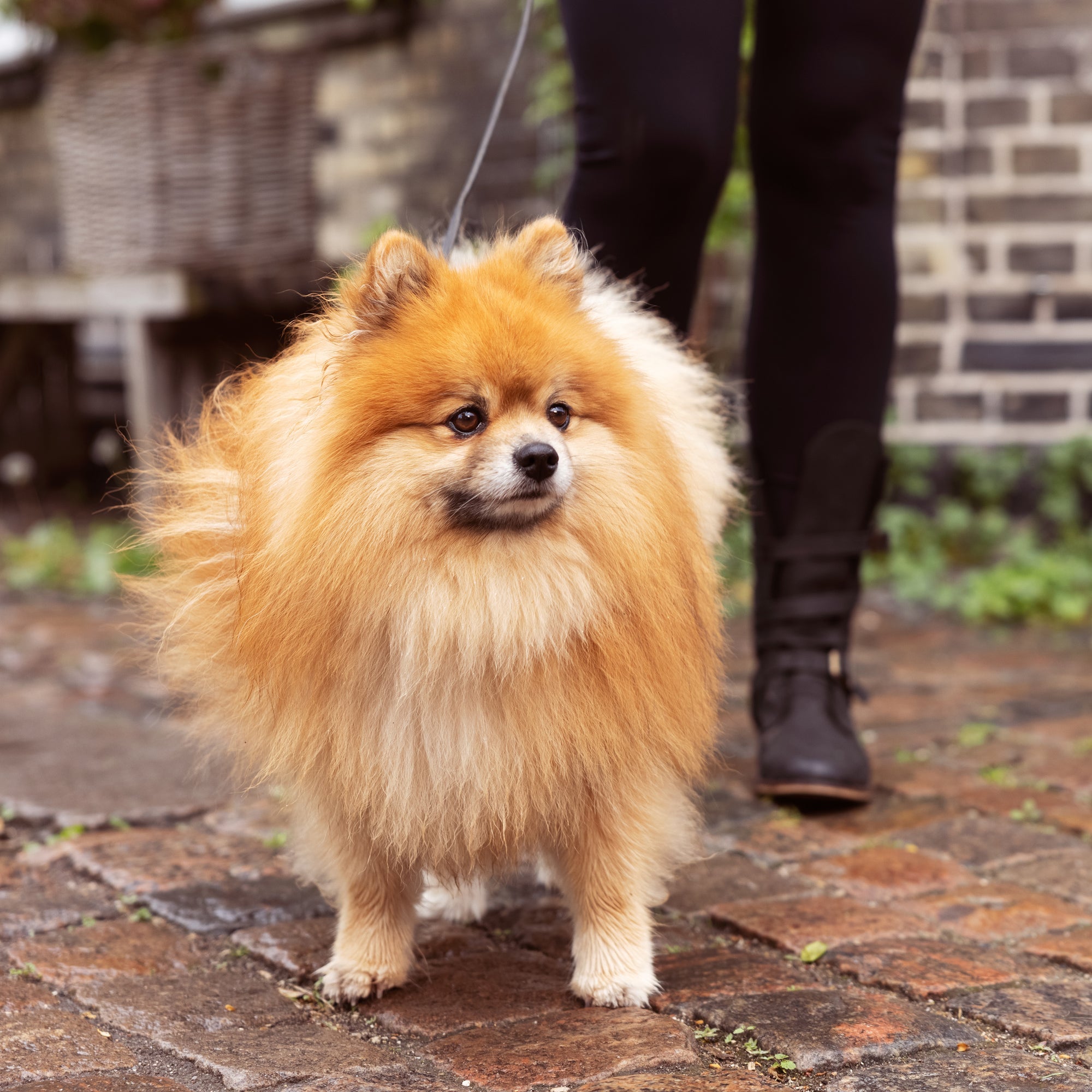 OUR FINEST SUPERIOR LIVING, 2.5KG