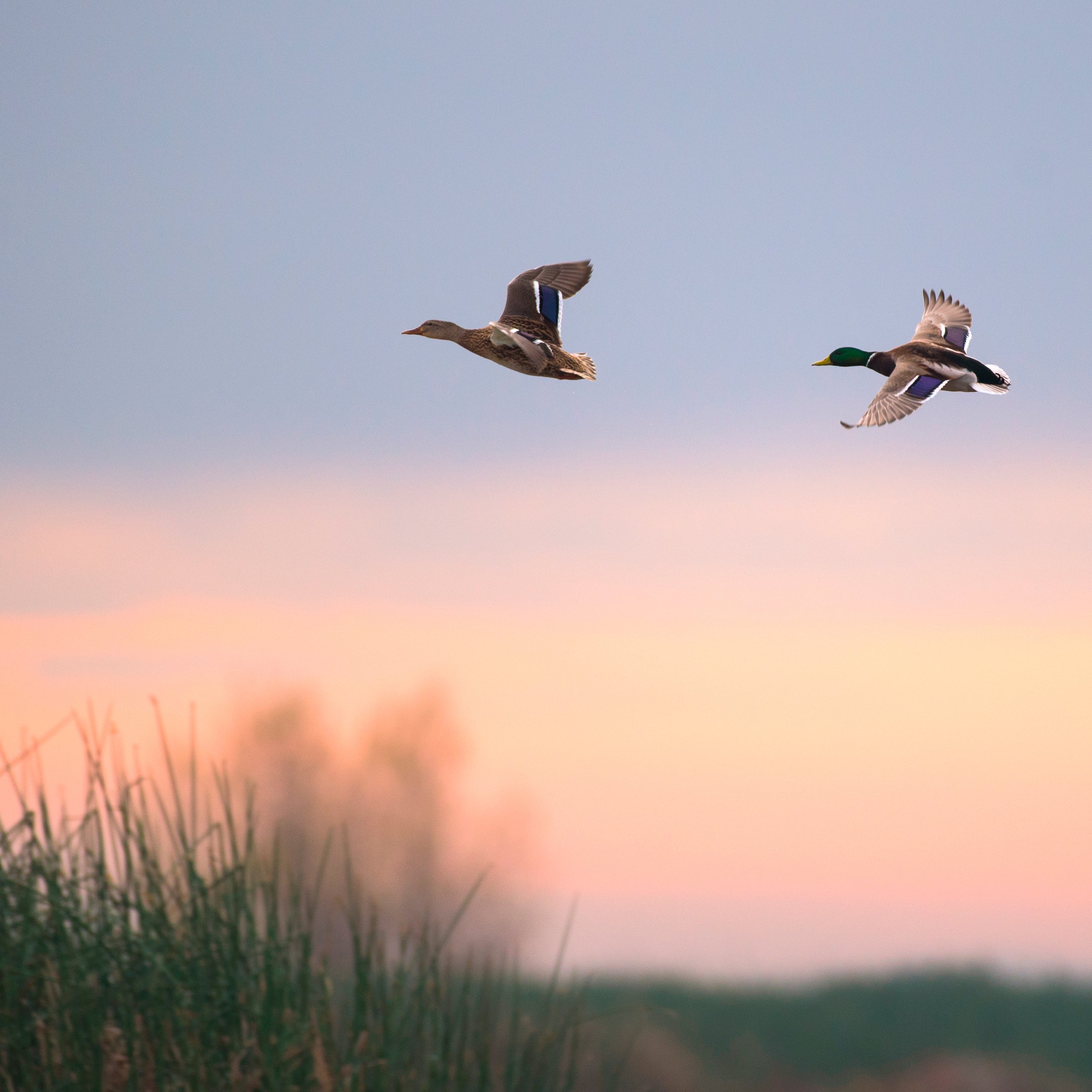 OUR FINEST SUPERIOR LIVING, 2.5KG