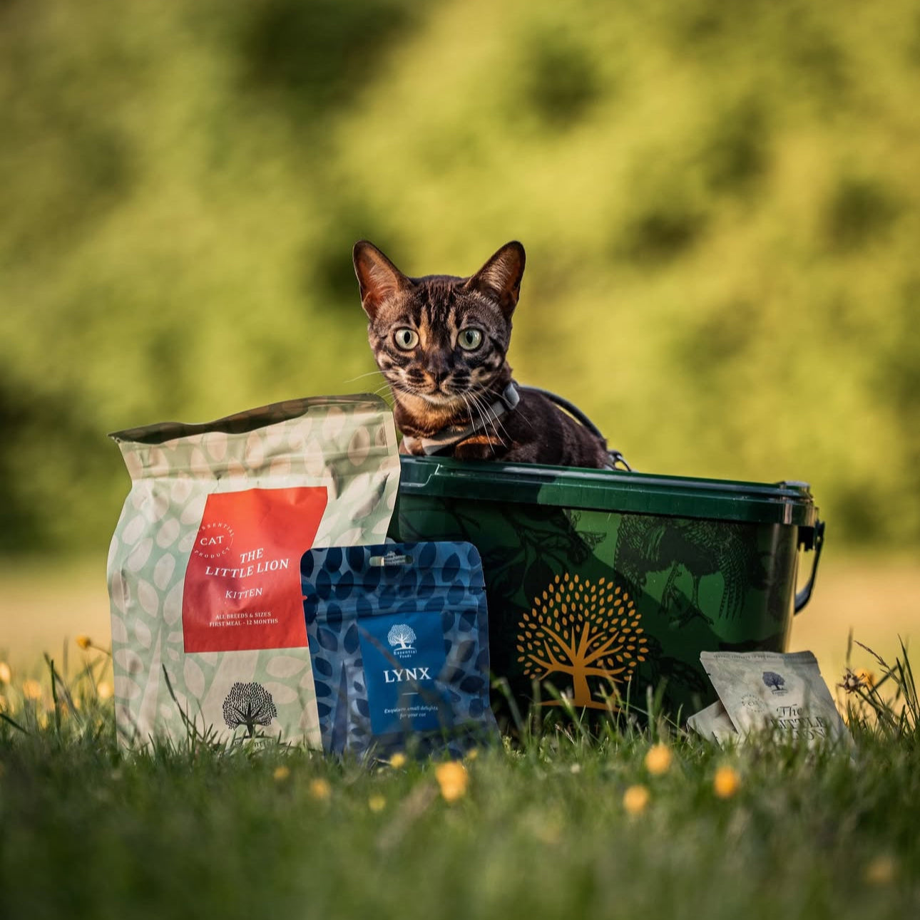 KITTEN LOVE PACKAGE