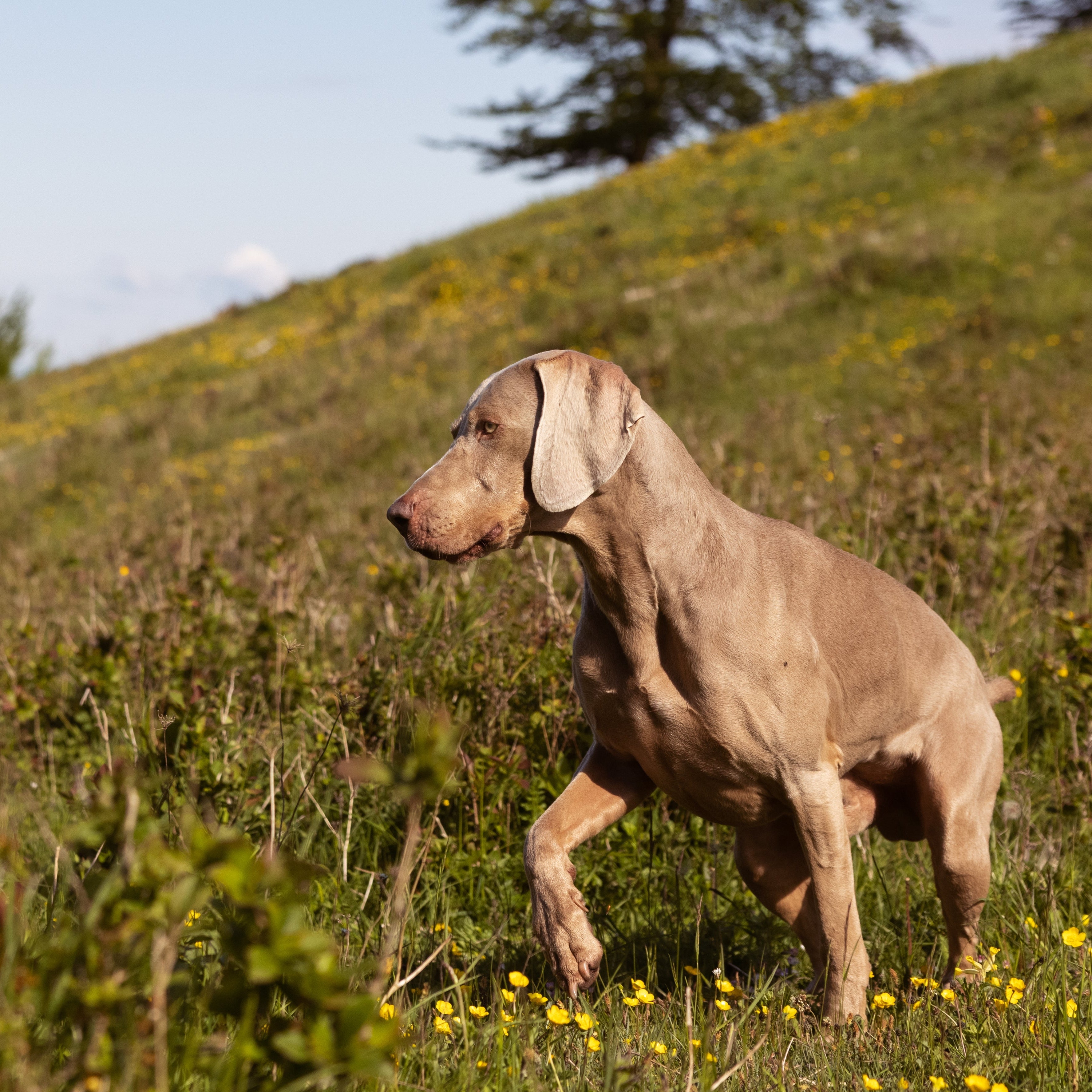 STAMINA // WORKING DOG