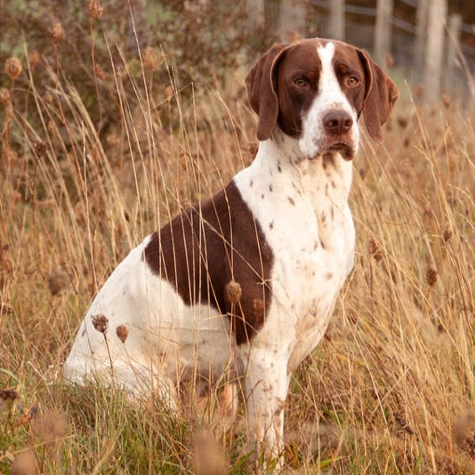 ESTATE WORKING & SPORTING, 12KG