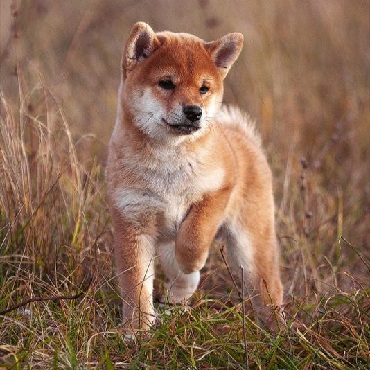 OUR FINEST BEGINNING SMALL BREED WORKING, 10KG