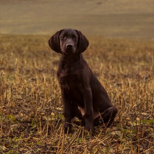 THE BEGINNING LARGE BREED // WORKING DOG