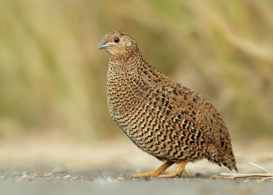 Wild Quail