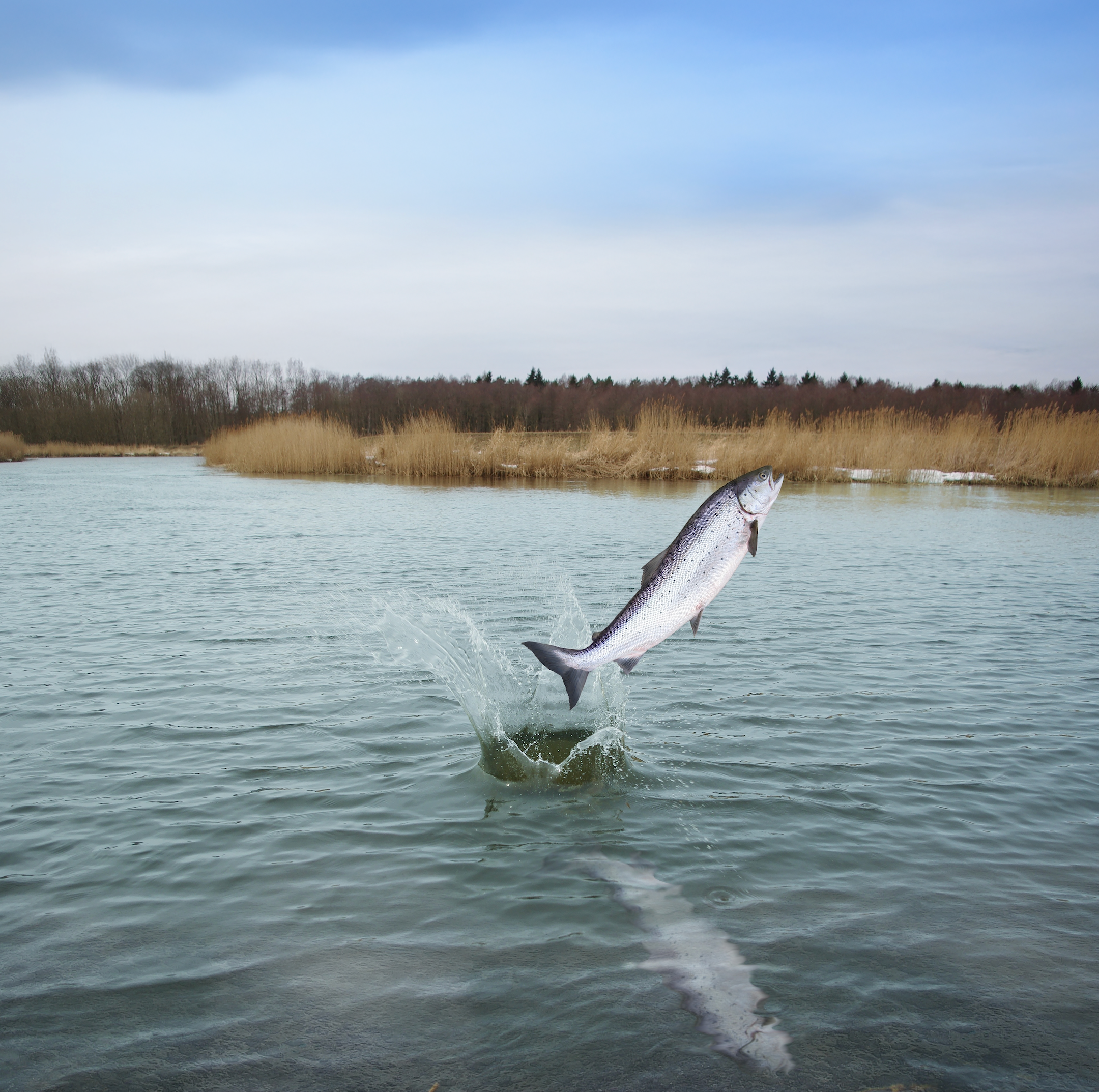 NAUTICAL LIVING, 2.5KG