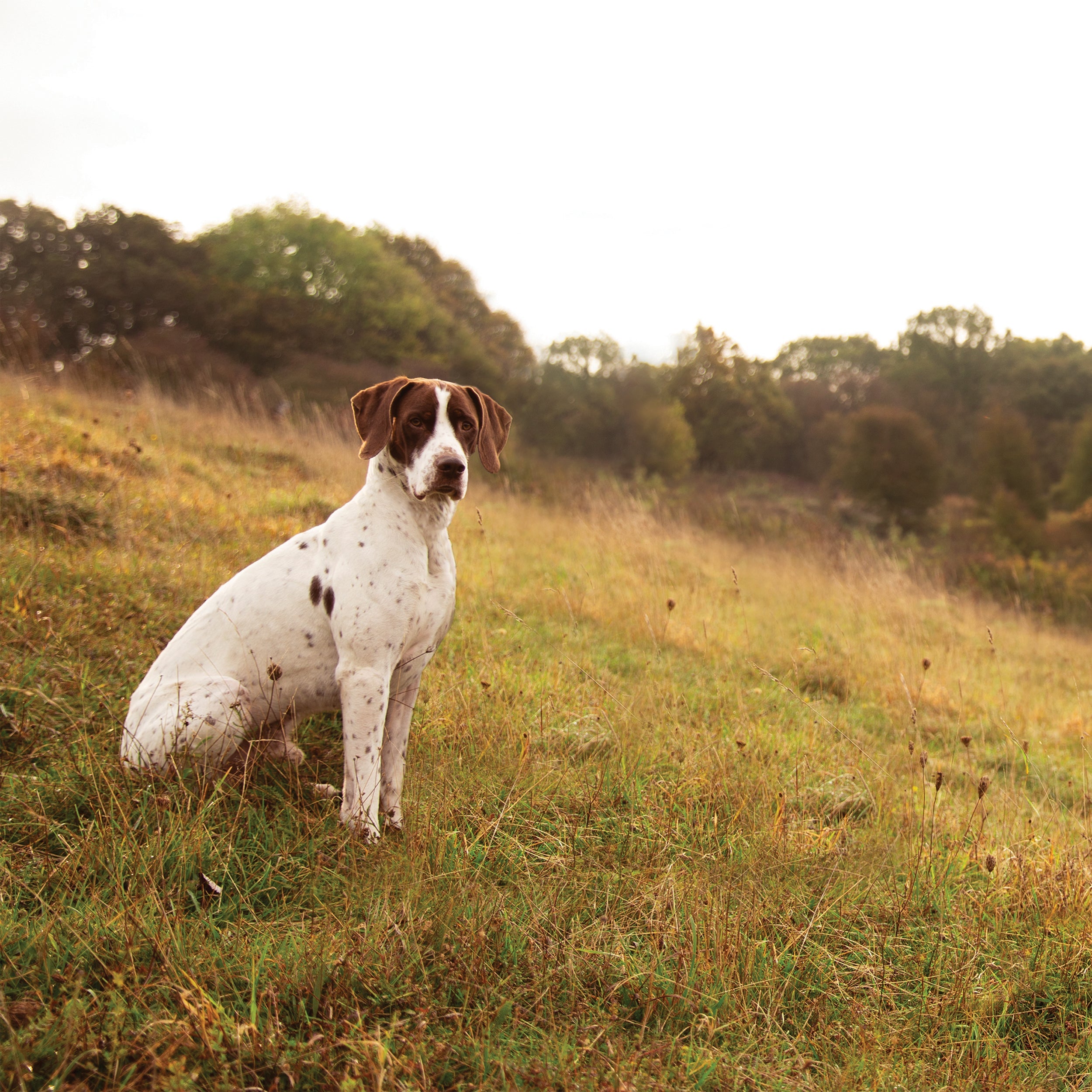 SUPERIOR LIVING // WORKING DOG