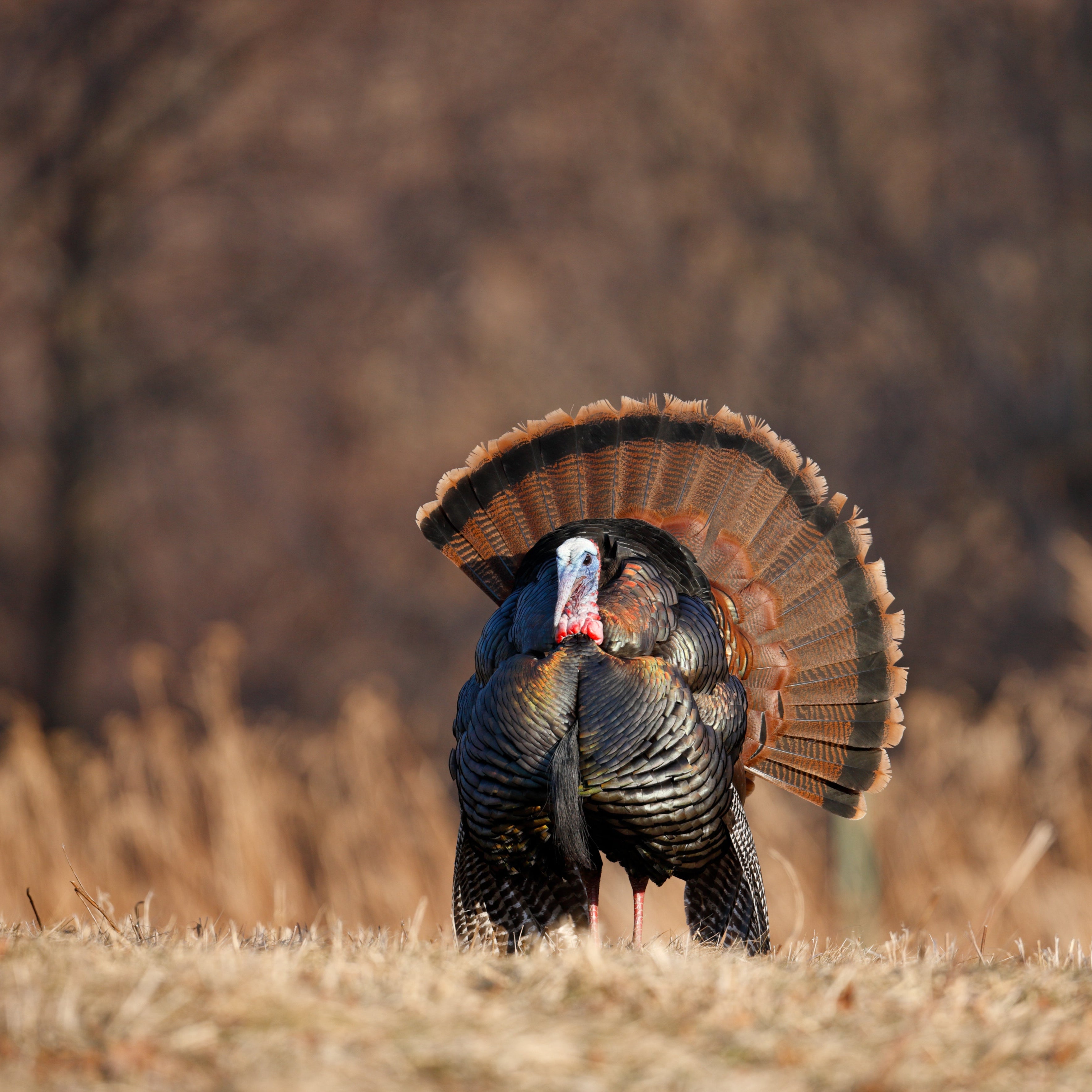 OUR FINEST HIGHLAND LIVING, 10KG