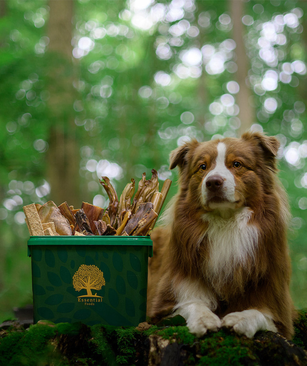 ESSENTIAL THE SMALL FOOD BOX