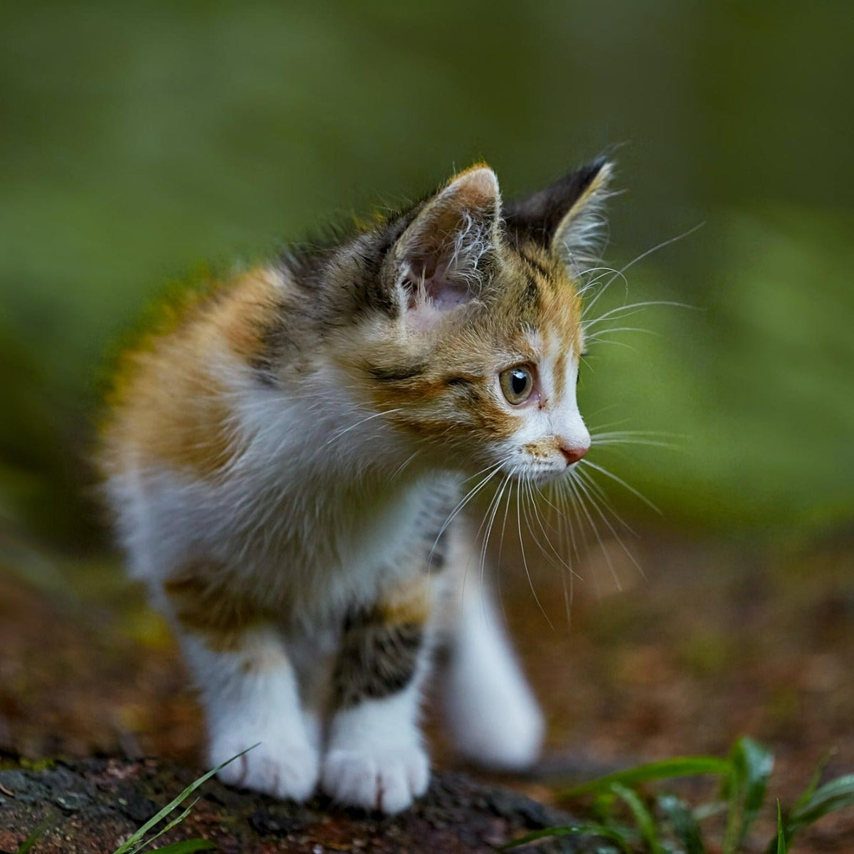 KITTEN LOVE PACKAGE