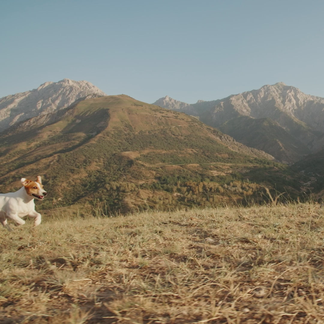 HIGHLAND LIVING // WORKING DOG